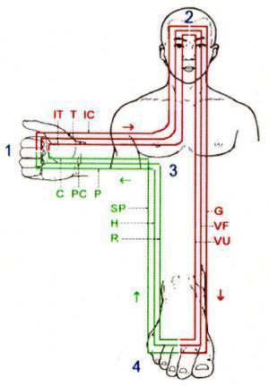 kinesiologia_meridiani