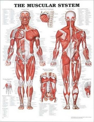 kinesiologia_sistemamuascolare